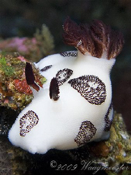 Dorididae nudibranch (Jorunna funebris) - Gili Banta isla... by Marco Waagmeester 